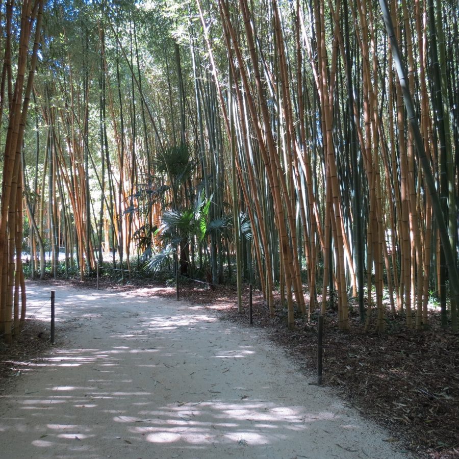 bamboo-grove-gf2b75c62c_1920